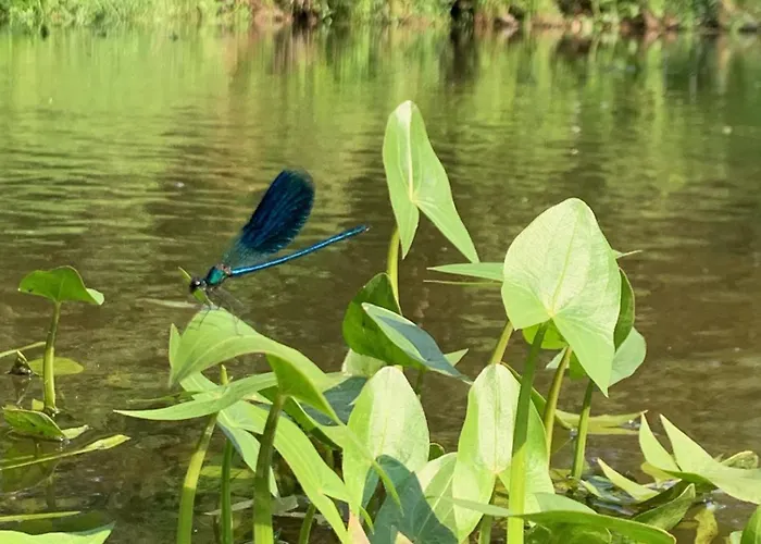 Kontener Nad Rzeka Semesterbostad *